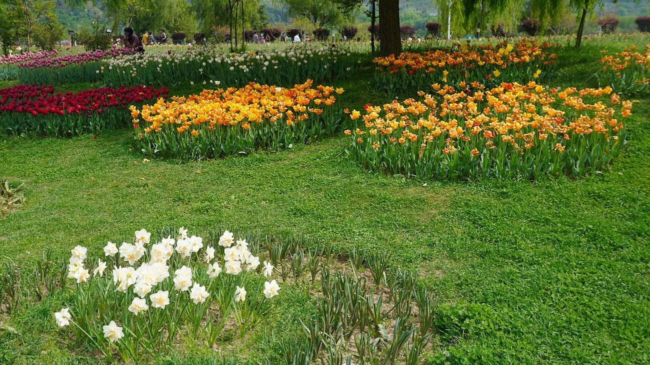 Spring Tulips in Kashmir